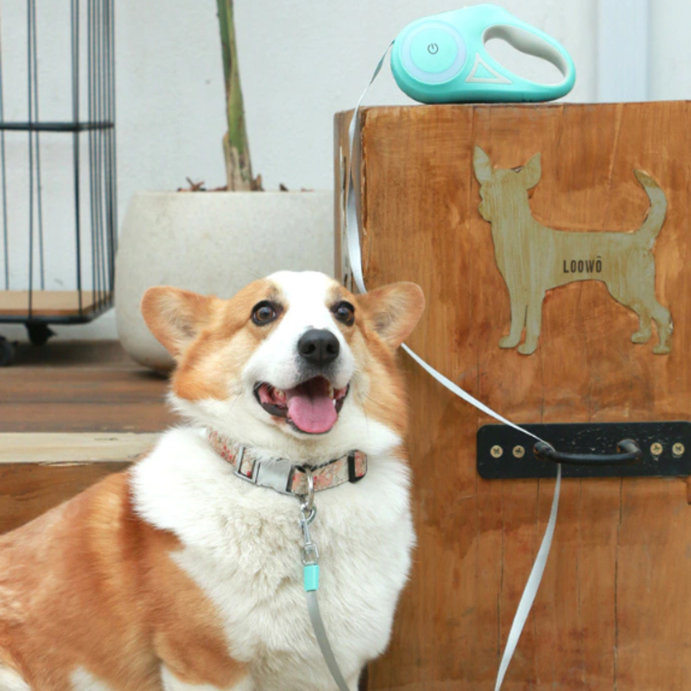 Automatic Retractable LED Pet Leash , Lighting Leash